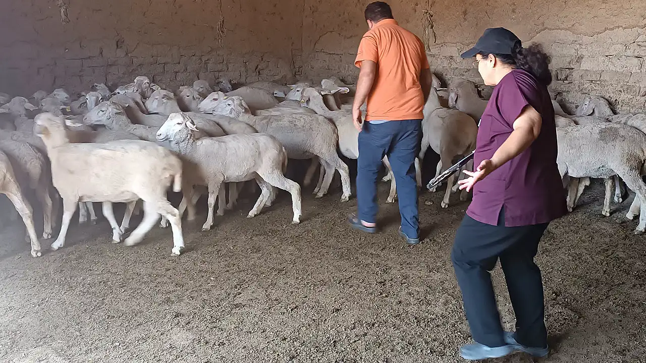 Konya'da hayvan sağlığı emin ellerde
