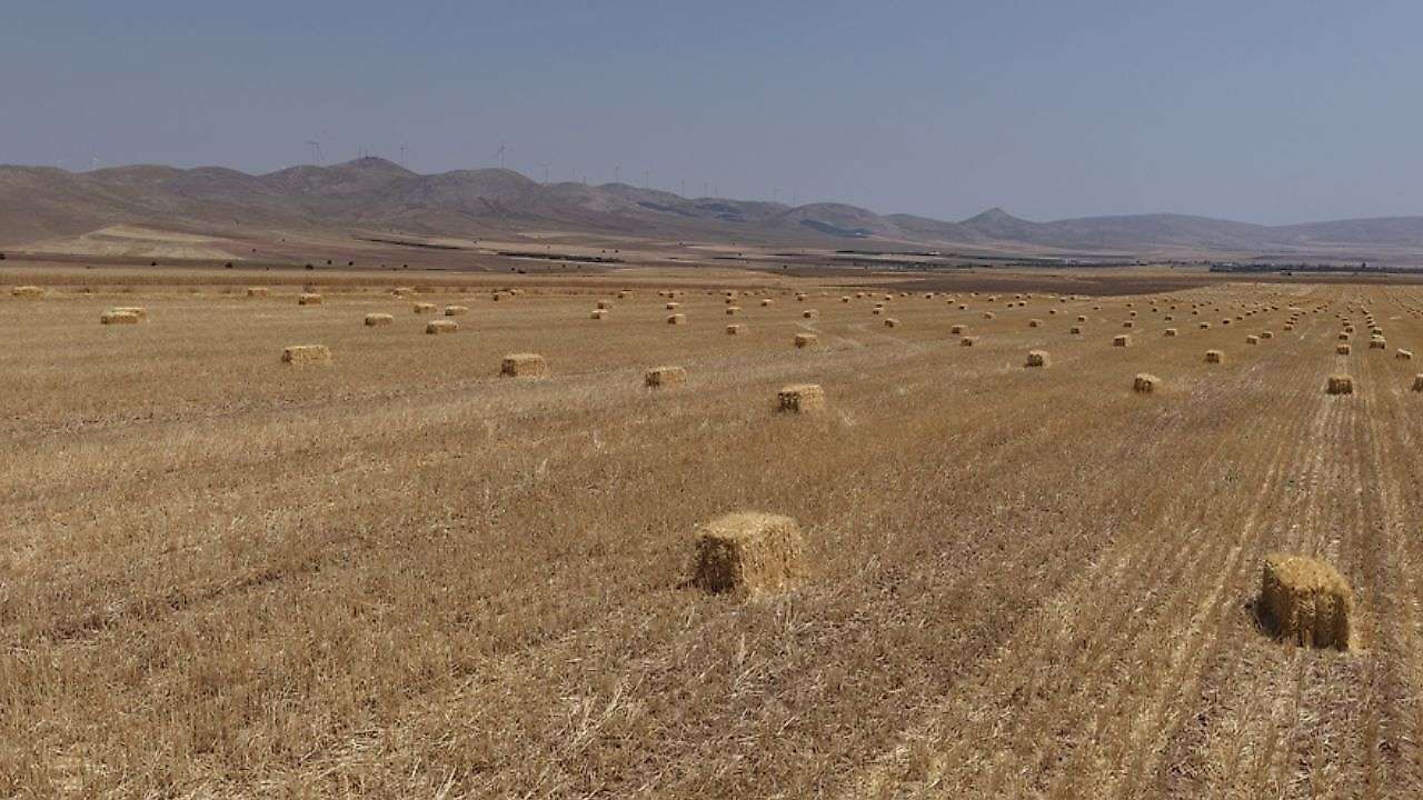 Konya Ovası'nda yüzleri güldüren tablo!