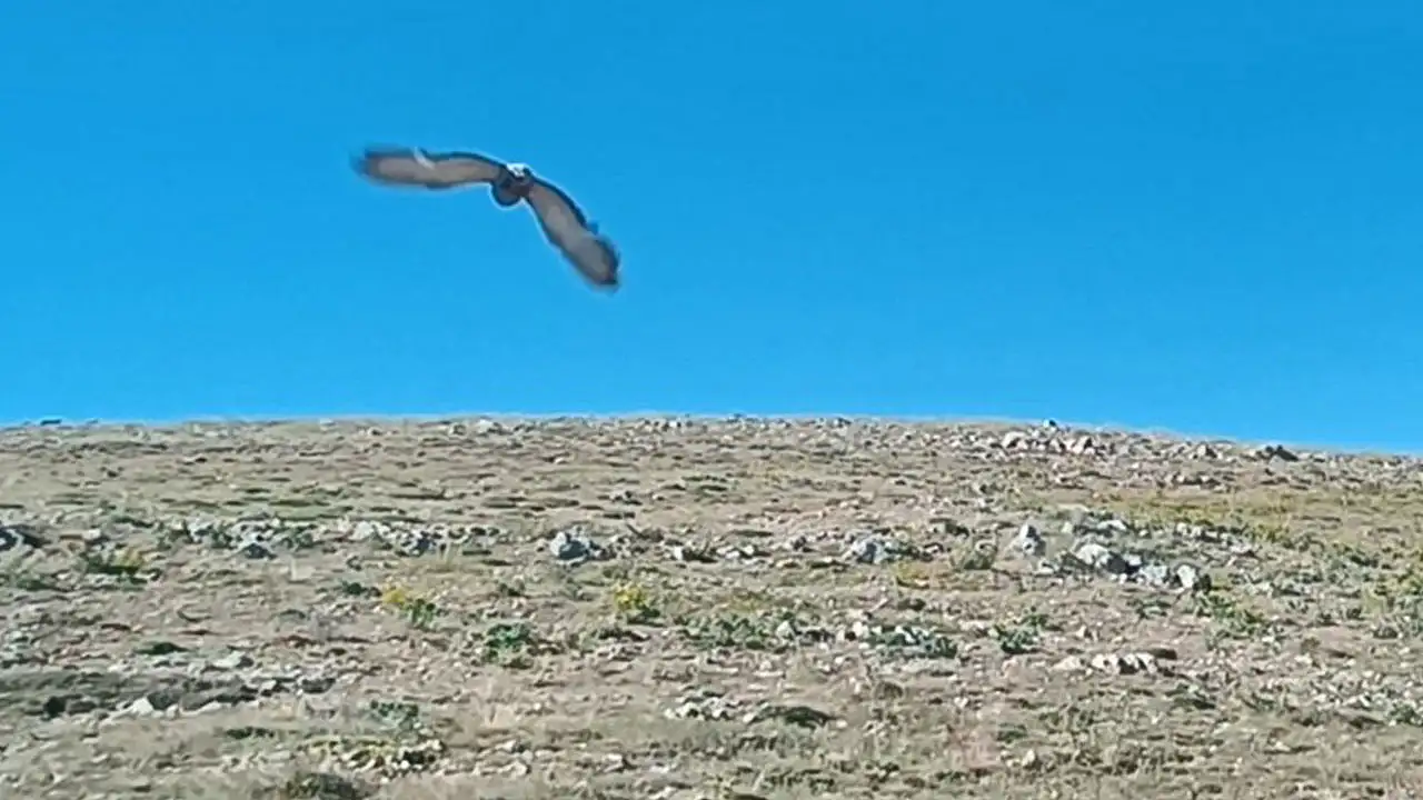 Konya yolunda yürek ısıtan kurtarma