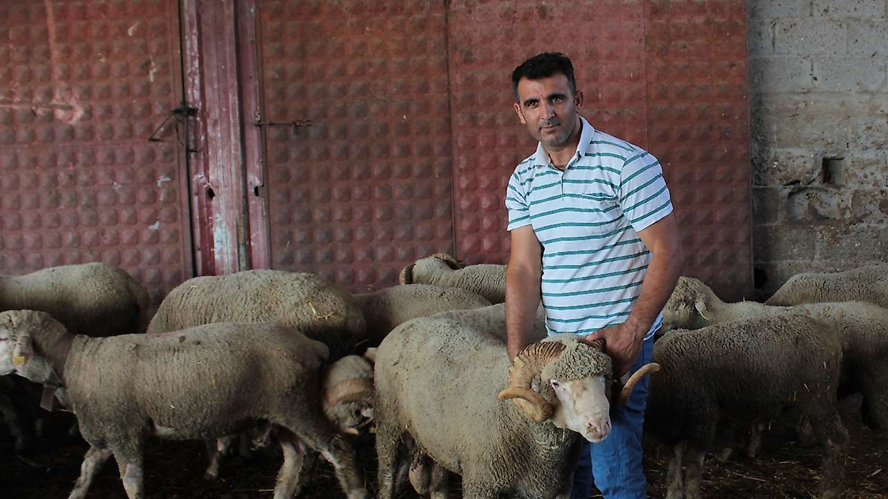 Milyonluk koçun üçüz yavruları Konya yolcusu: Yetiştiriciler sıraya girdi