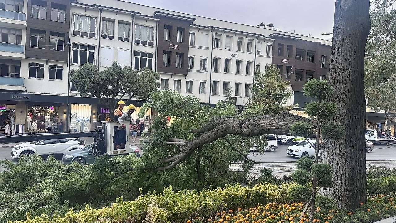 Konya'da tramvay yoluna ağaç devrildi 1 çocuk yaralandı