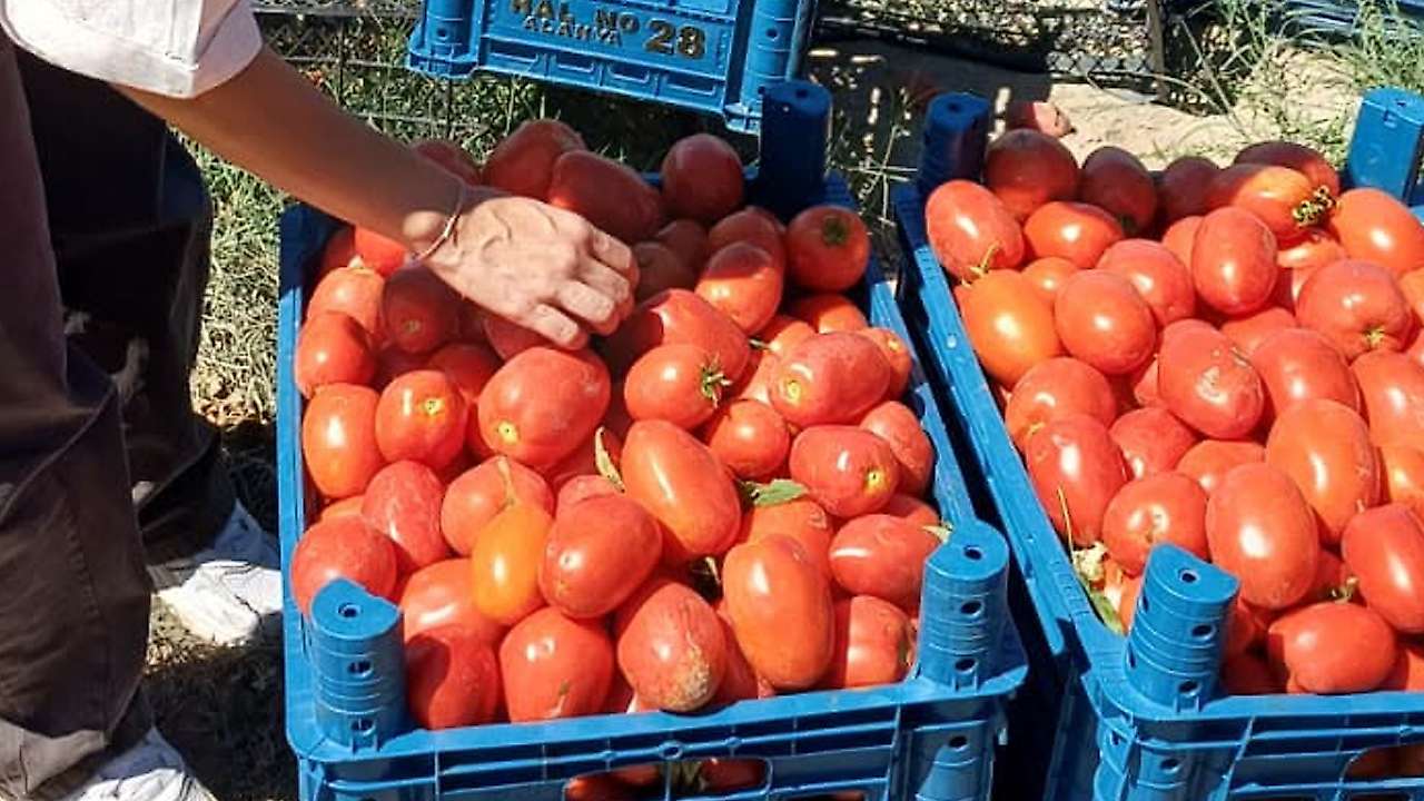 Karapınar'da domates tarlaları inceleme altında