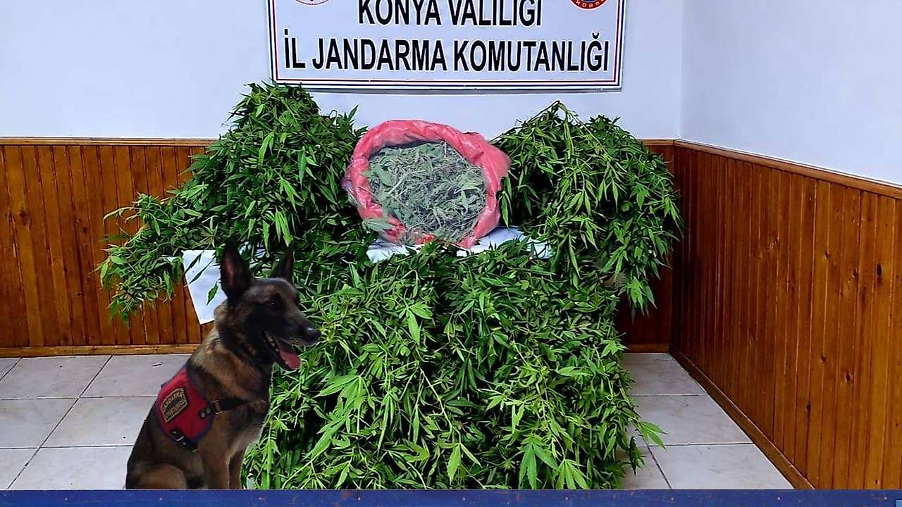 Konya'da şafak operasyonu! Depodan kenevir ve esrar fışkırdı