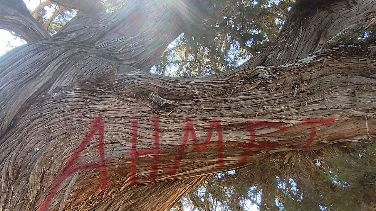 Konya'da vicdanları sızlattılar ama inceleme başladı