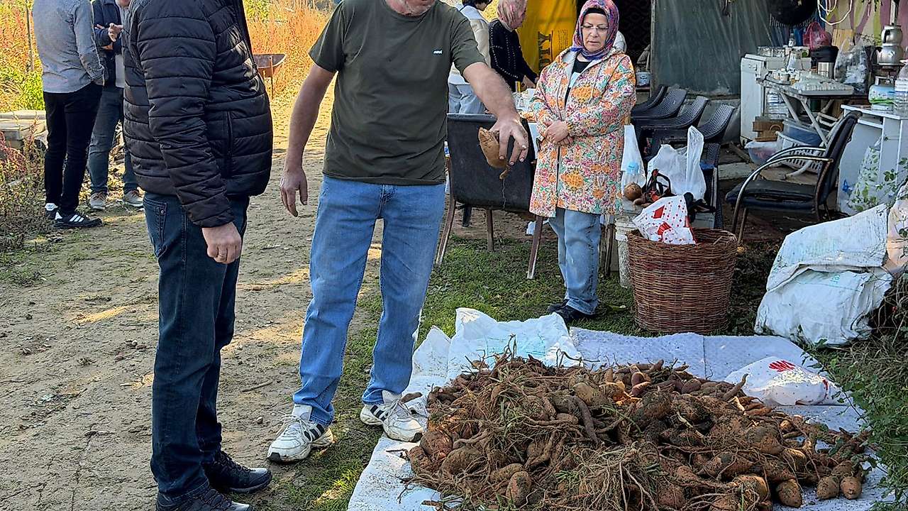 Konya Seydişehir'de alternatif ürün hamlesi: Tatlı patateste ilk hasat