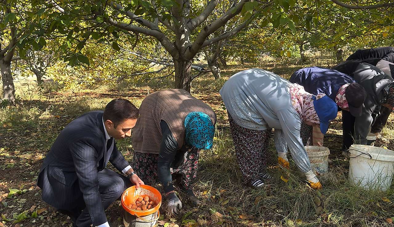 Derbent'te Ceviz Hasat Şenliği yapıldı