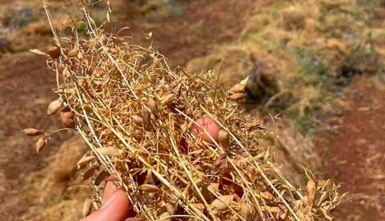 Konya'da yetişen bu ürün, Avrupa'ya ihraç ediliyor