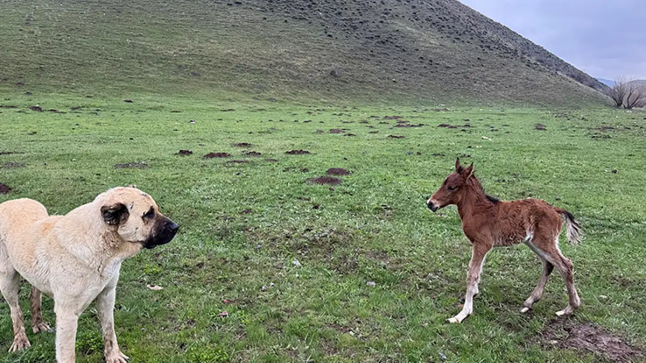 'Kral', bu kez de doğum yapan atı yalnız bırakmadı
