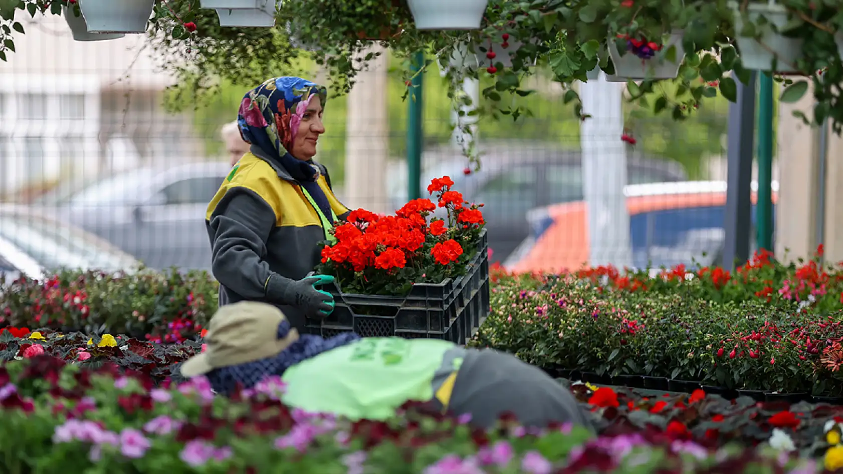 Konya'daki bu ağaç 150 bin lira! Peyzaj ürünlerine dev talep