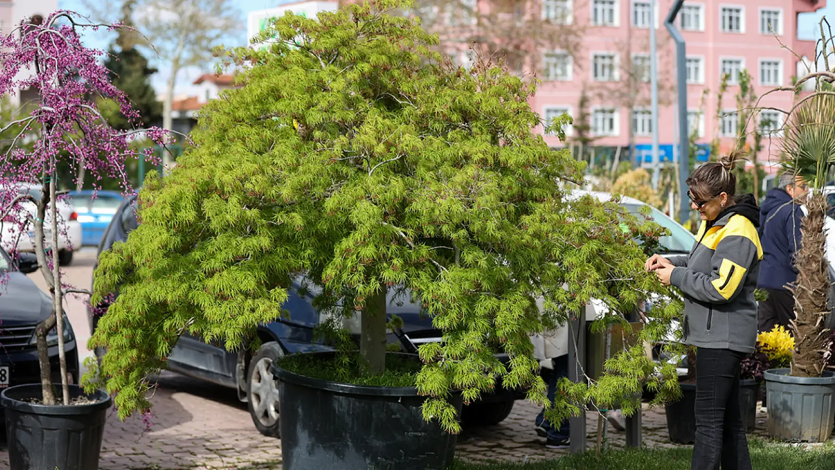 Konya'daki bu ağaç 150 bin lira! Peyzaj ürünlerine dev talep