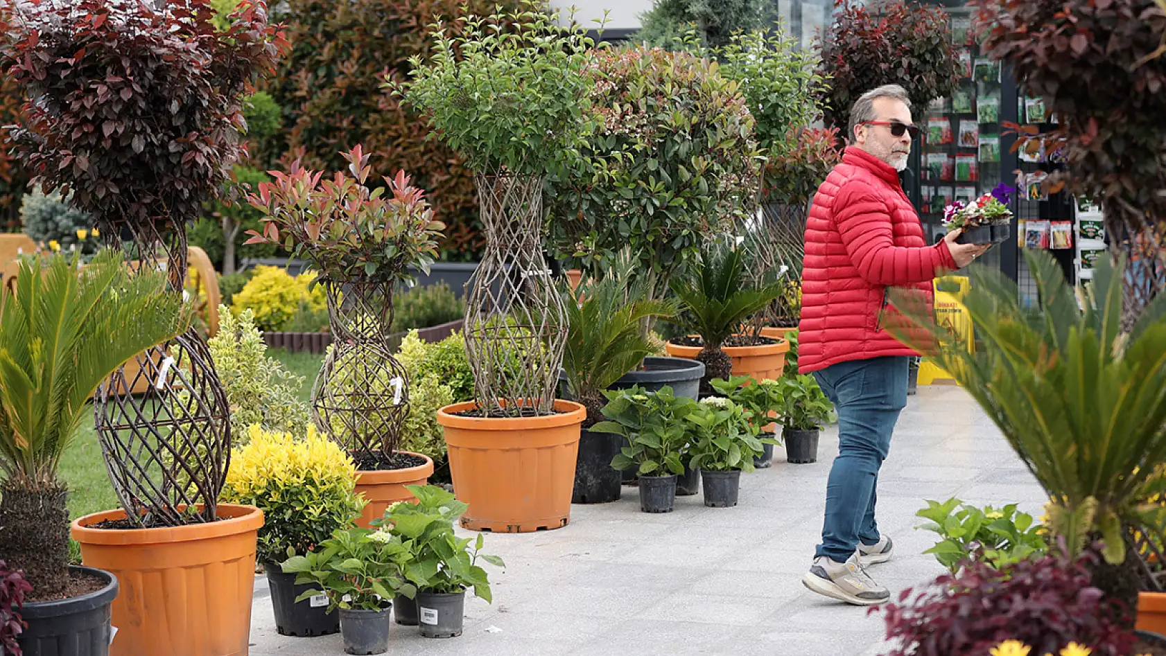 Konya'daki bu ağaç 150 bin lira! Peyzaj ürünlerine dev talep