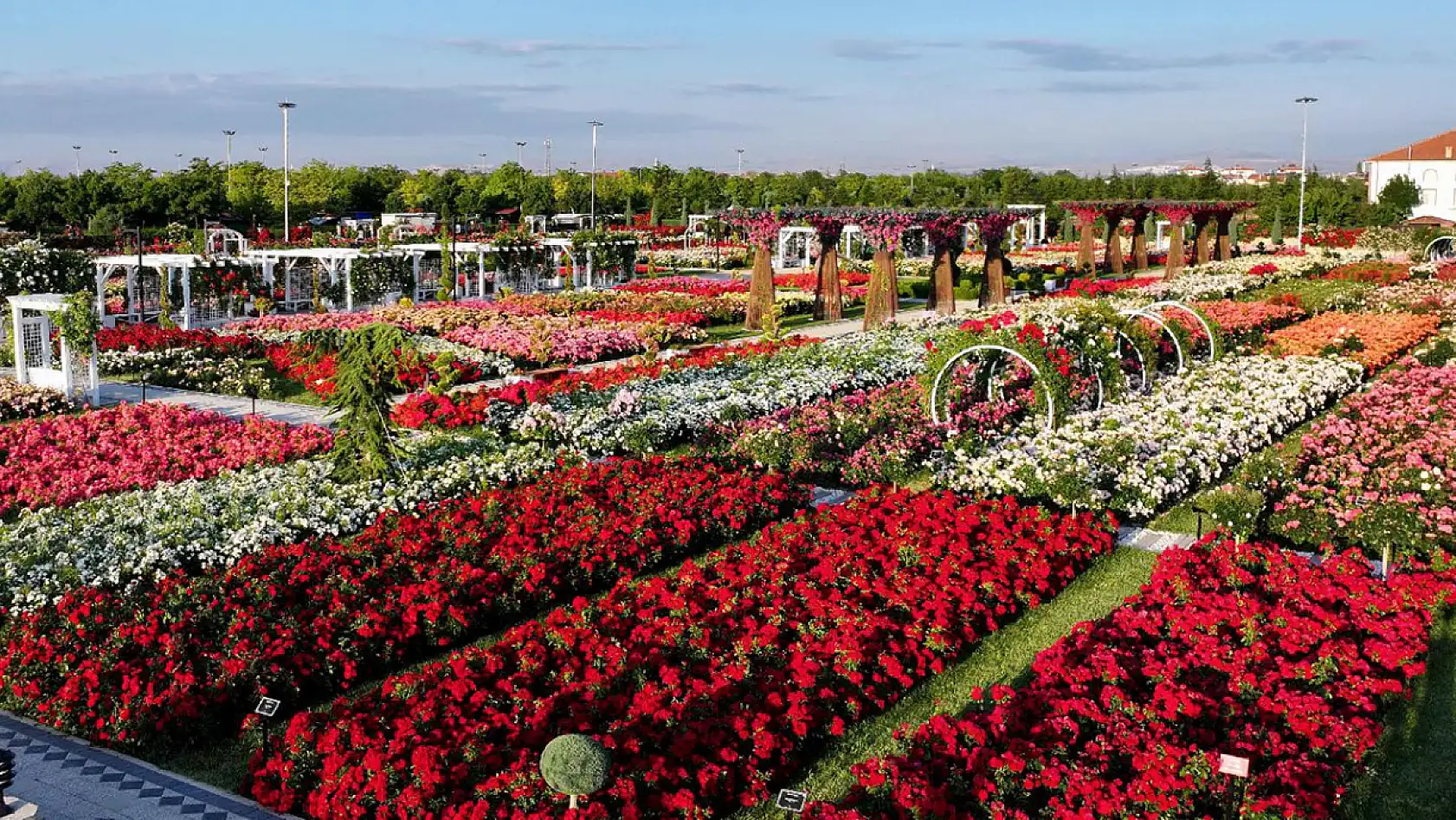 Konya'da görsel şölen! 190 çeşit gül ziyaretçilerini bekliyor
