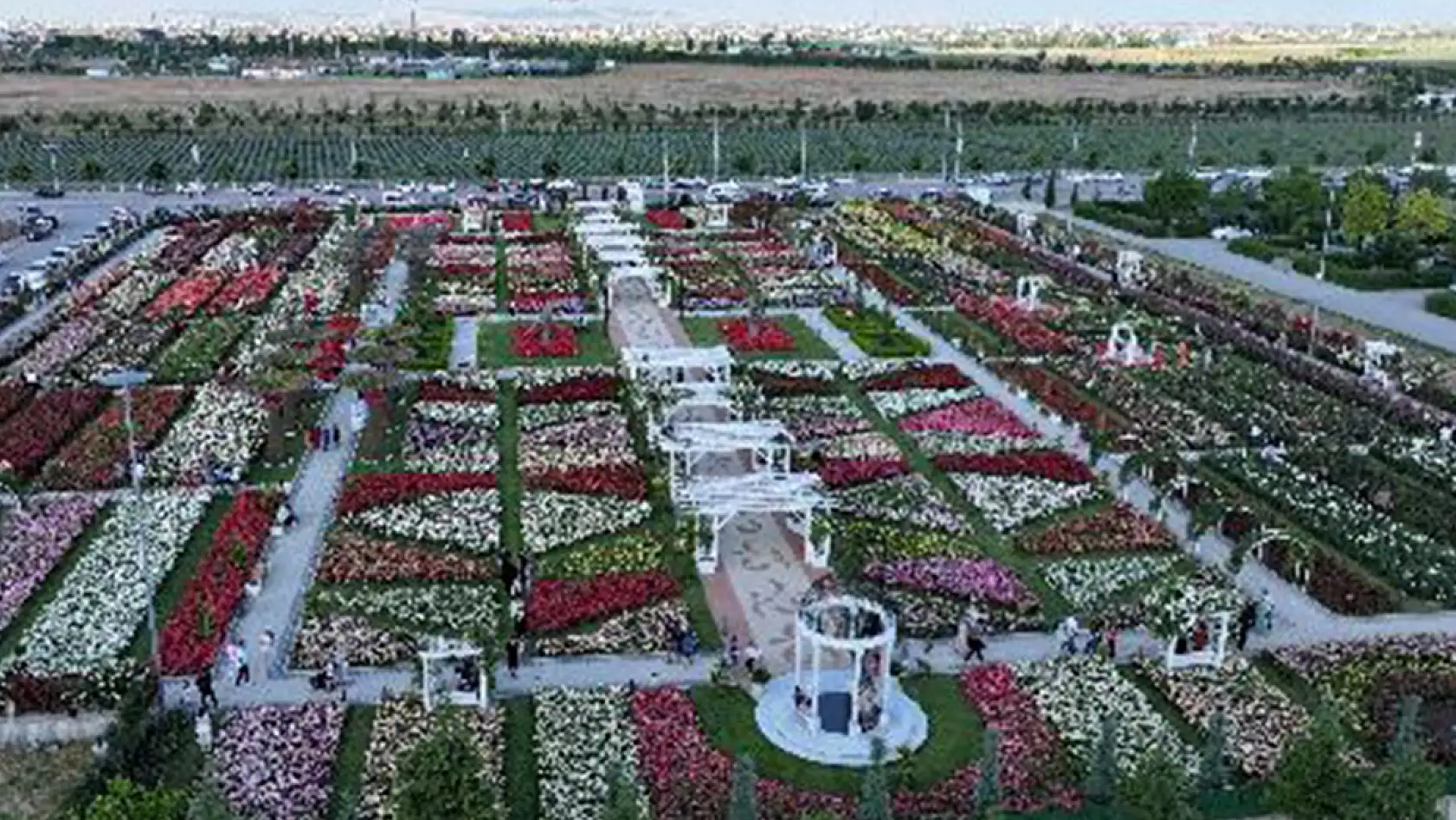 Konya'da görsel şölen! 190 çeşit gül ziyaretçilerini bekliyor