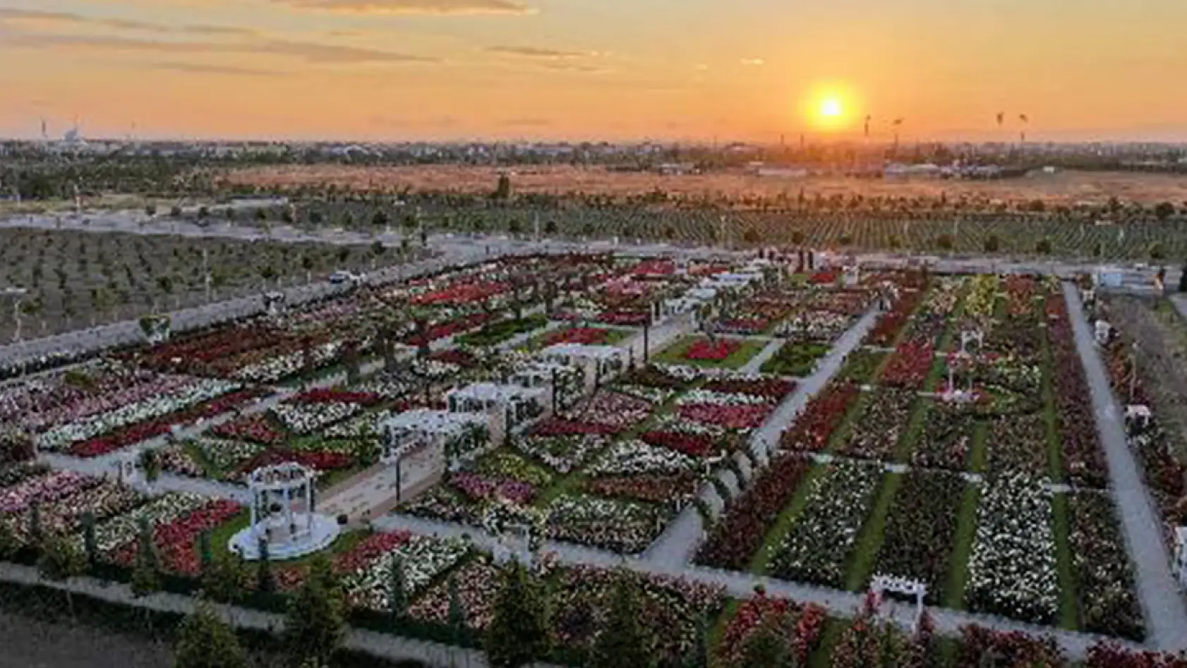 Konya'da görsel şölen! 190 çeşit gül ziyaretçilerini bekliyor