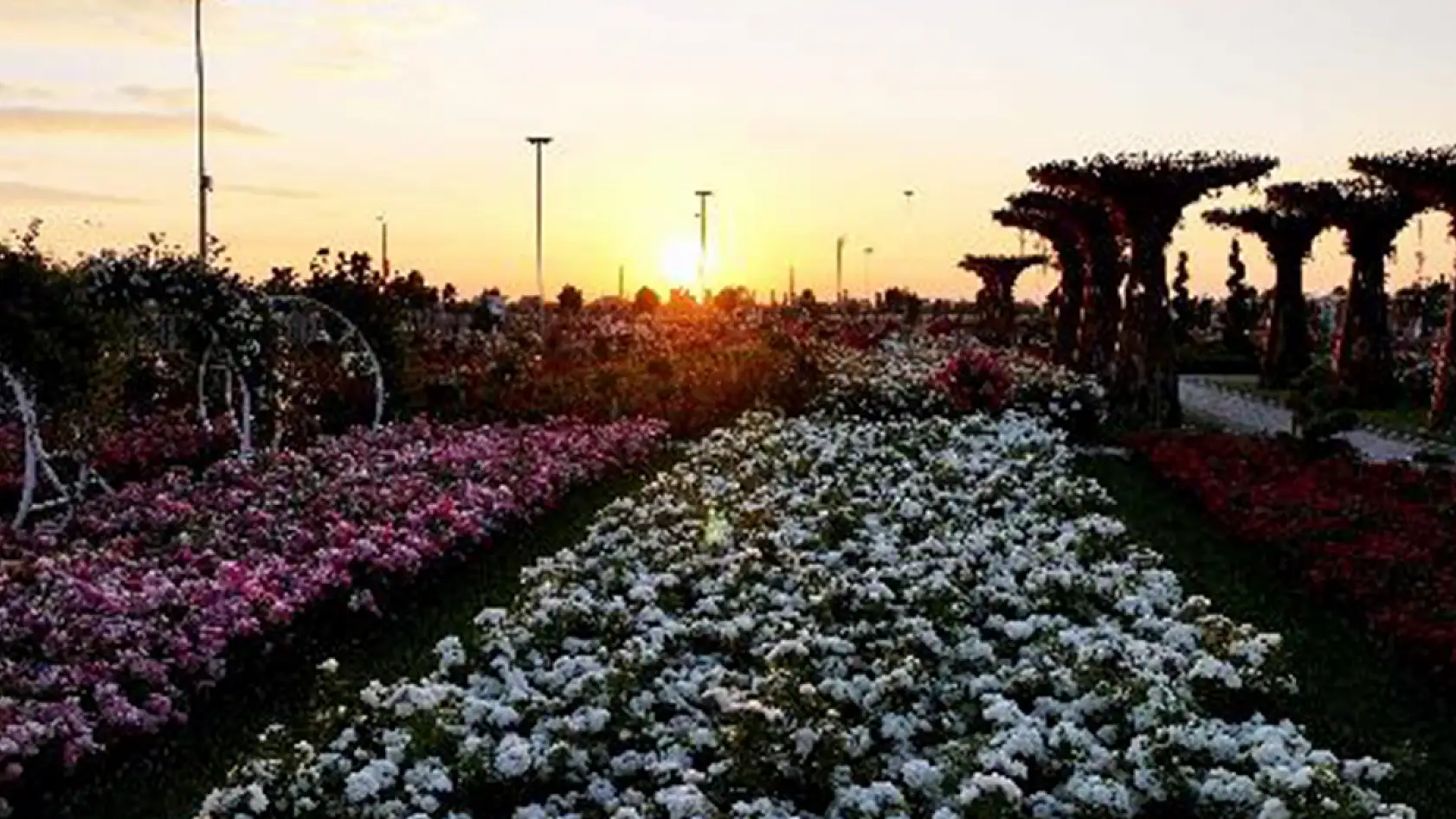 Konya'da görsel şölen! 190 çeşit gül ziyaretçilerini bekliyor
