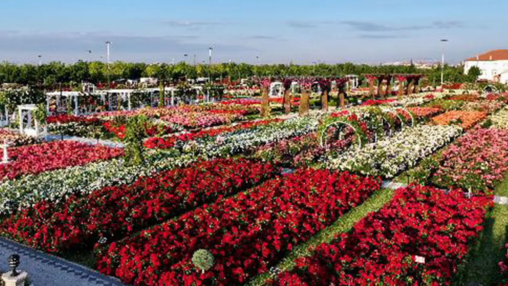 Konya'da görsel şölen! 190 çeşit gül ziyaretçilerini bekliyor