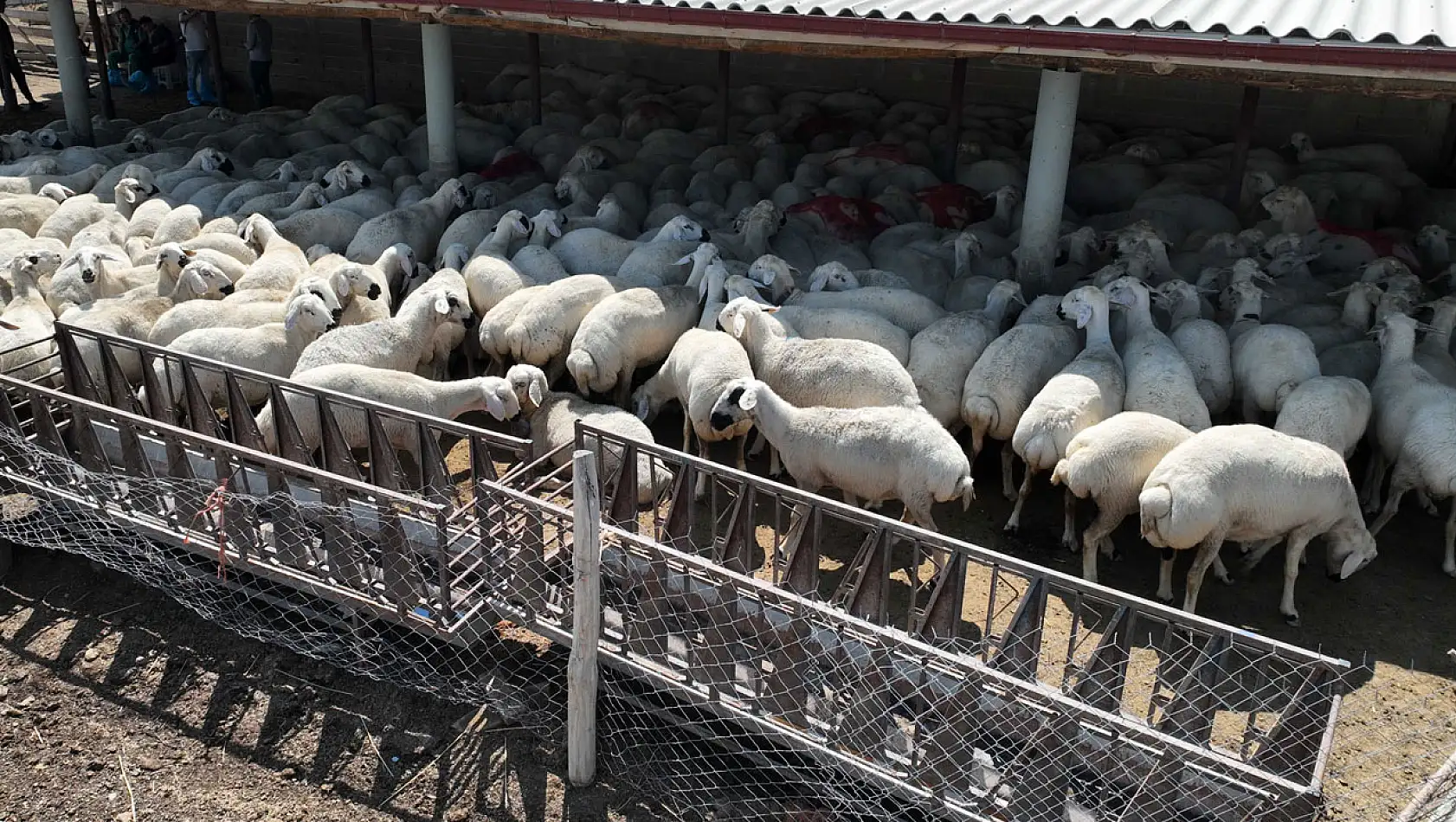 Konya'nın 31 ilçesinde hayvancılığa tam destek