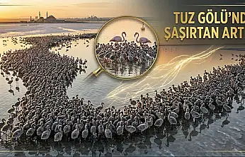 Geçen yılın iki katı! Tuz Gölü'nde dikkat çeken artış