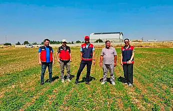 Geleceğin yemi Konya Ovası'nda yetişiyor