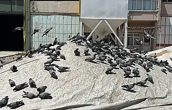 Konya buğday pazarının bereketi güvercinler oldu