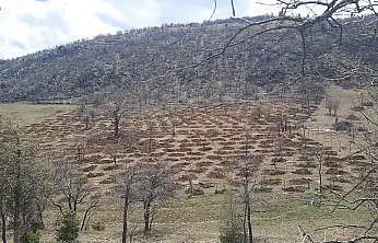 Konya'da 70 yıllık atıl araziye can verildi