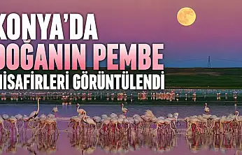 Konya'da doğanın pembe misafirleri görüntülendi