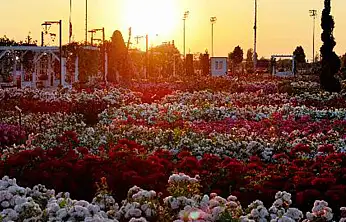 Konya'da görsel şölen! 190 çeşit gül ziyaretçilerini bekliyor