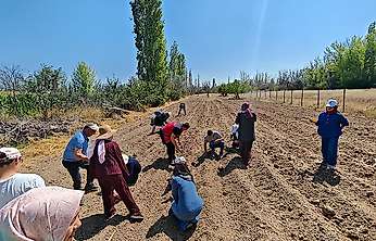 Konya'da kırmızı altın toprakla buluştu