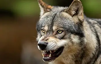 Konya'da kurt dehşeti: Koyunlar telef oldu