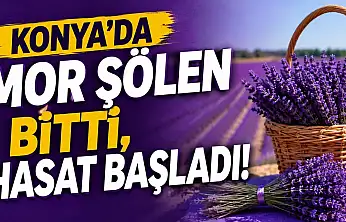 Konya'da mor şölen bitti, hasat başladı!