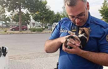Konya'da otomobilin motoruna giren yavru kedi böyle kurtarıldı