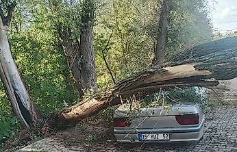 Konya'da otomobilin üzerine ağaç devrildi