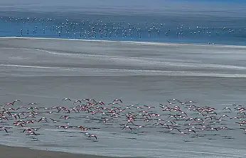 Konya'da pembe şölen! Nüfus patlaması yaşandı