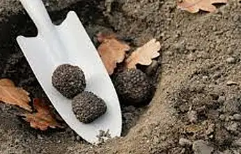 Konya'da servet değerinde! Sezonu başladı
