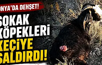 Konya'da sokak köpekleri keçiyi parçaladı