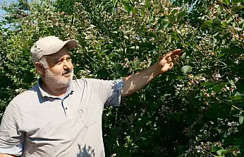 Konya'da tarlaların rengi değişiyor: Çiftçiye yeni kazanç kapısı!