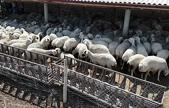 Konya'nın 31 ilçesinde hayvancılığa tam destek