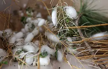 Konya'nın bu ilçesi ipek böceği yetiştiriciliğinin merkezi olacak