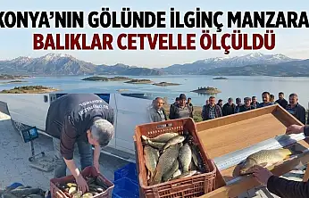 Konya'nın gölünde ilginç manzara! Balıklar cetvelle ölçüldü