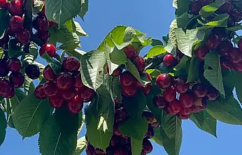 Konya'nın tescilli lezzeti tüm zamanların en yüksek rekoltesini verdi
