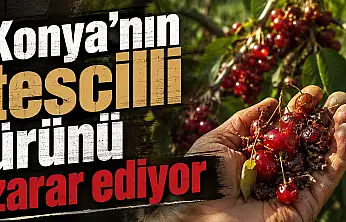Konya'nın tescilli ürünü zarar ediyor