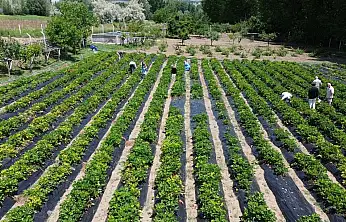 KOP projesiyle 6 bin fide toprakla buluştu