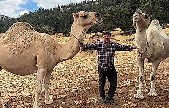 Mersin'den Konya'ya uzanan yörük göçünde devecilik geleneği sürüyor