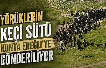 Yörüklerin keçi sütü Konya Ereğli'ye gönderiliyor