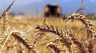 Konya'da 252 milyonluk ihale: TİGEM, buğday ve arpa satacak