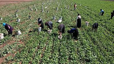 Konya'da çiftçinin yeni gözdesi: Kırk beş günde tarladan sofraya