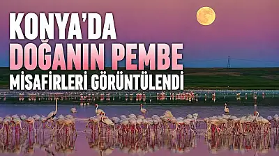 Konya'da doğanın pembe misafirleri görüntülendi