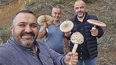 Konya'da ilginç mantar hasadı: O anlar sosyal medyada paylaşıldı