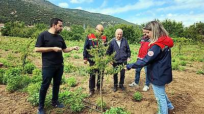 Konya'da kirazın tahtı sallanıyor! Üreticinin yeni gözdesi bu oldu