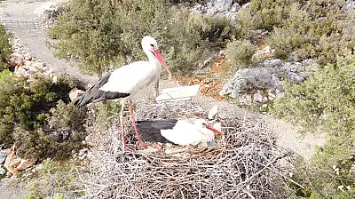 Konya'da leylekler vadisi canlandı